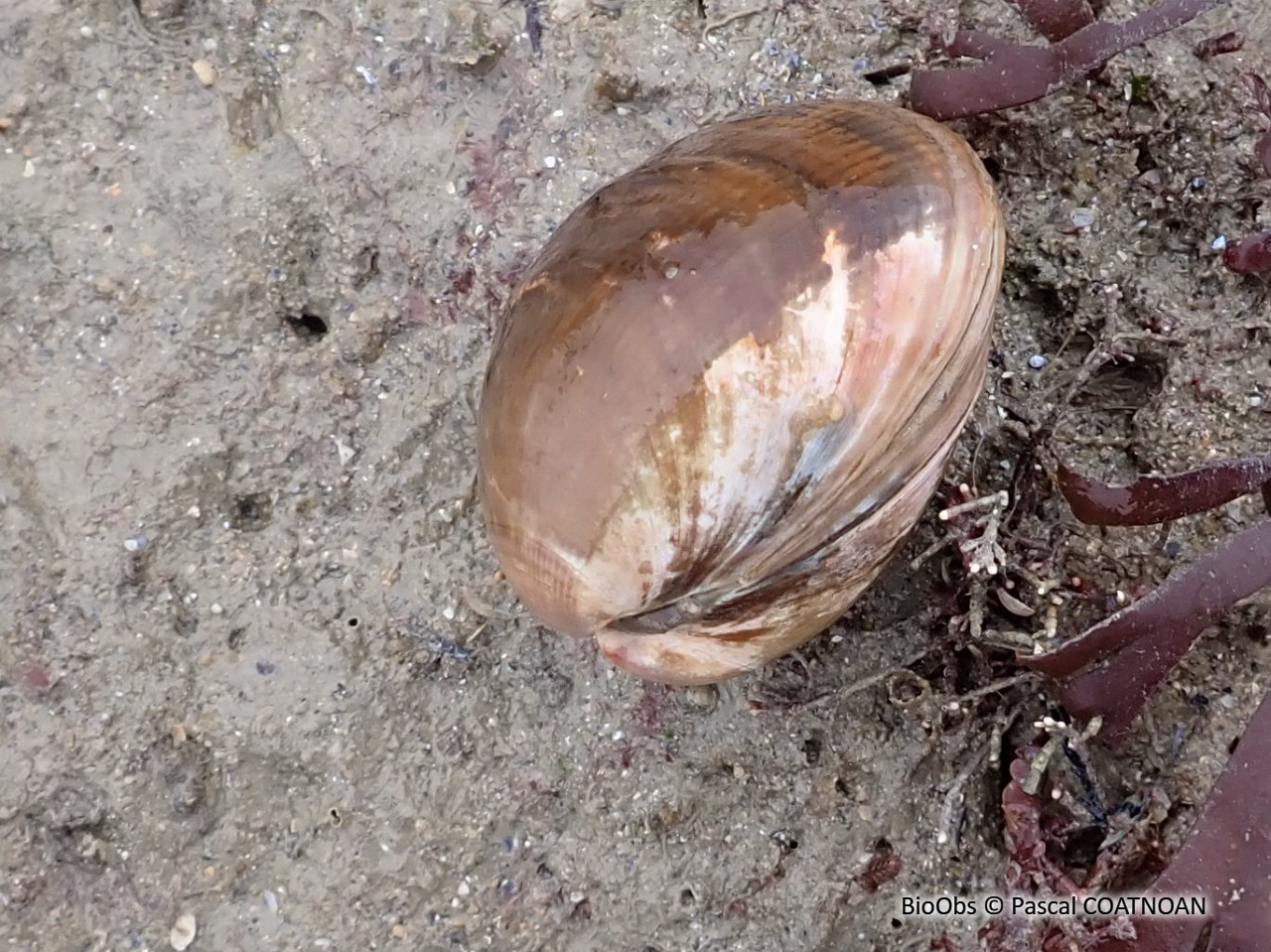 Amande de mer - Glycymeris glycymeris - Pascal COATNOAN - BioObs