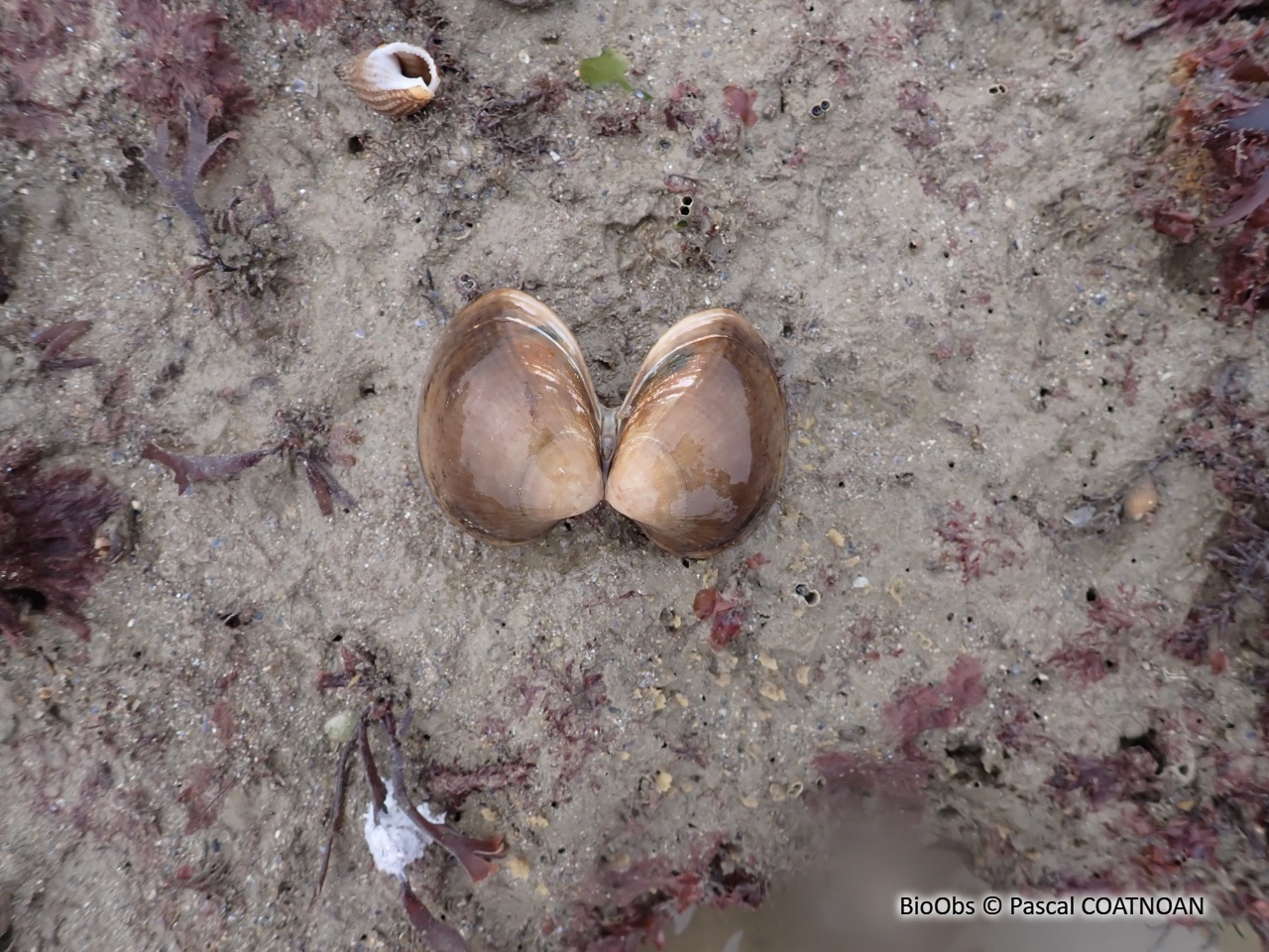 Amande de mer - Glycymeris glycymeris - Pascal COATNOAN - BioObs
