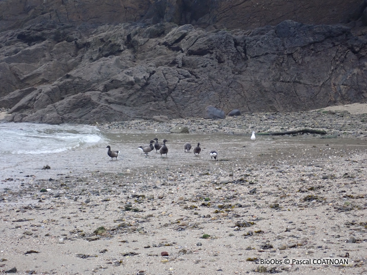 Bernache cravant - Branta bernicla - Pascal COATNOAN - BioObs