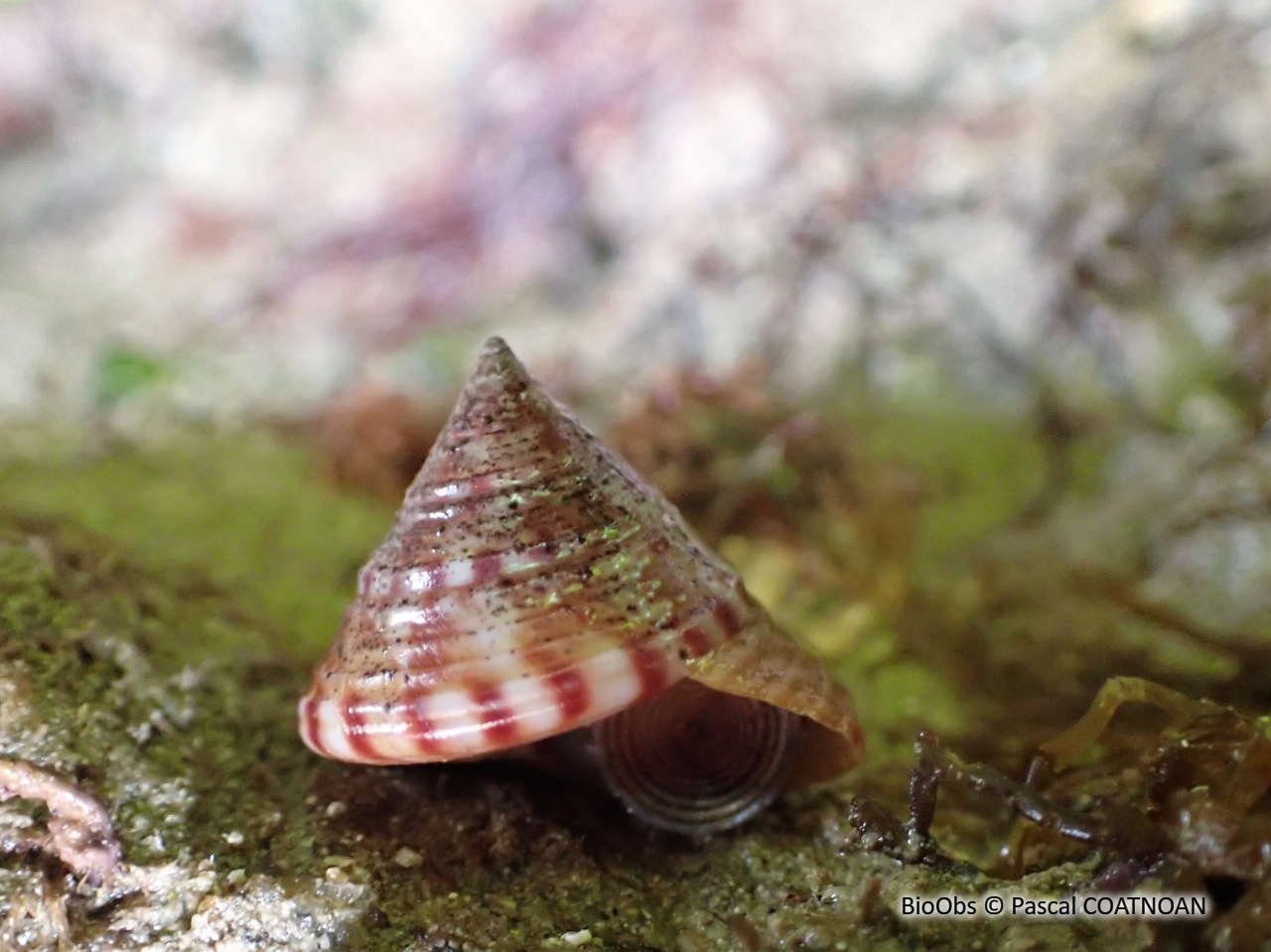 Troque jujube - Calliostoma zizyphinum - Pascal COATNOAN - BioObs