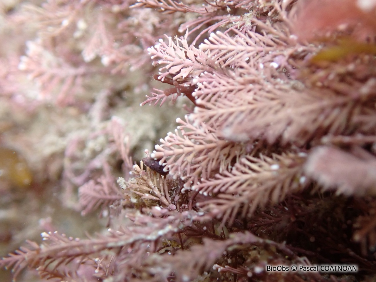 Coralline - Corallina officinalis - Pascal COATNOAN - BioObs