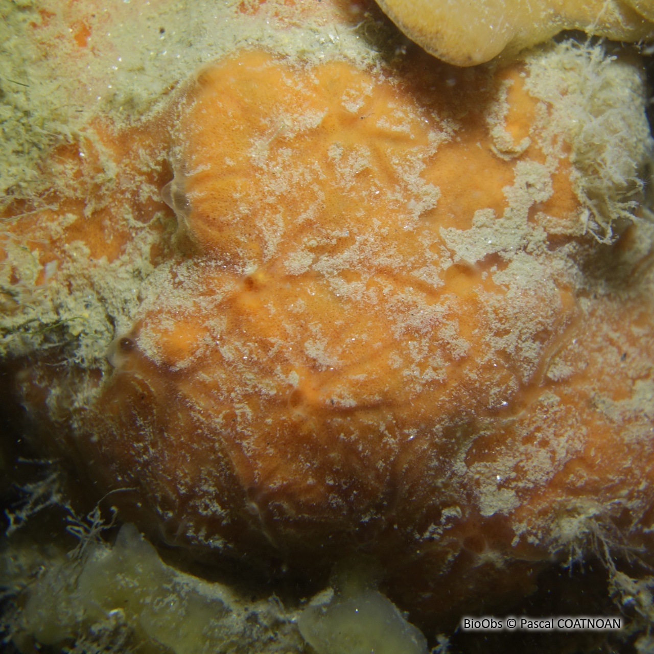 Eponge encroûtante rouge sang - Clathria (Microciona) atrasanguinea - Pascal COATNOAN - BioObs