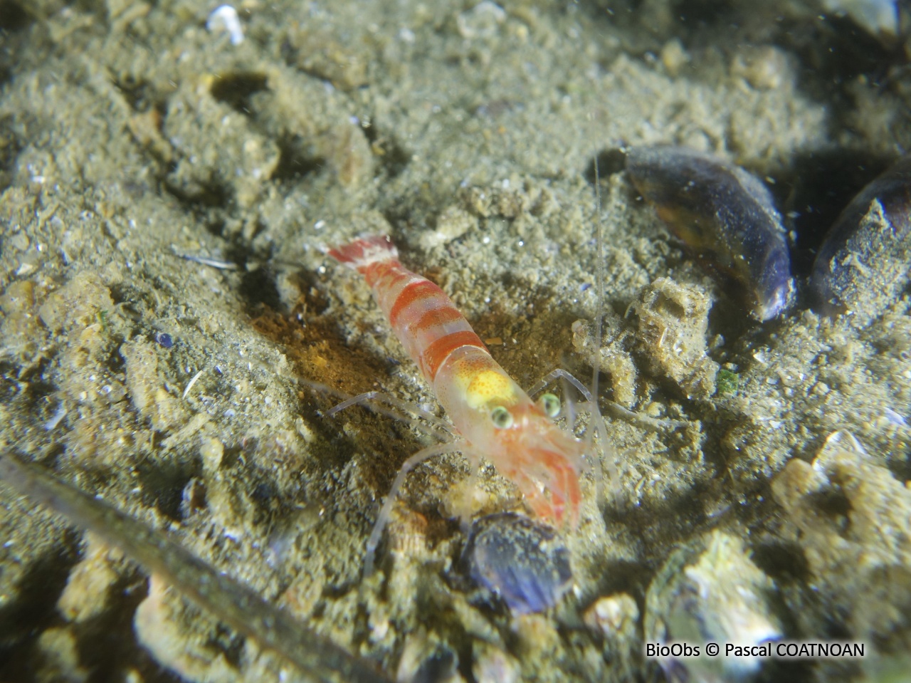 Crevette autruche comestible - Processa edulis edulis - Pascal COATNOAN - BioObs