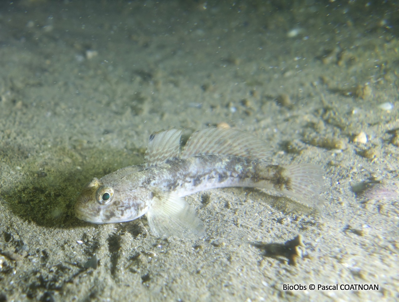 Gobie noir - Gobius niger - Pascal COATNOAN - BioObs