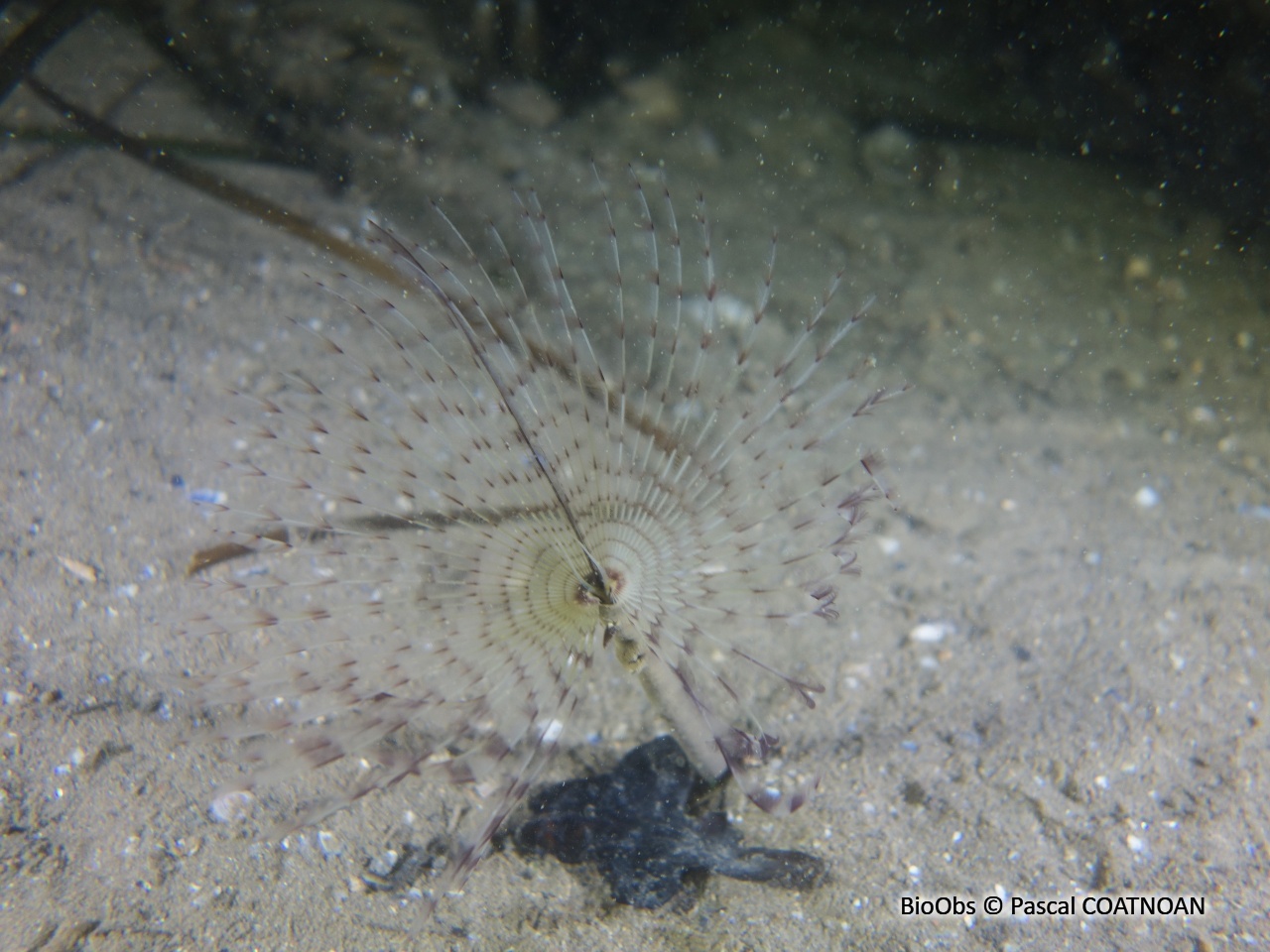 Sabelle - Sabella pavonina - Pascal COATNOAN - BioObs