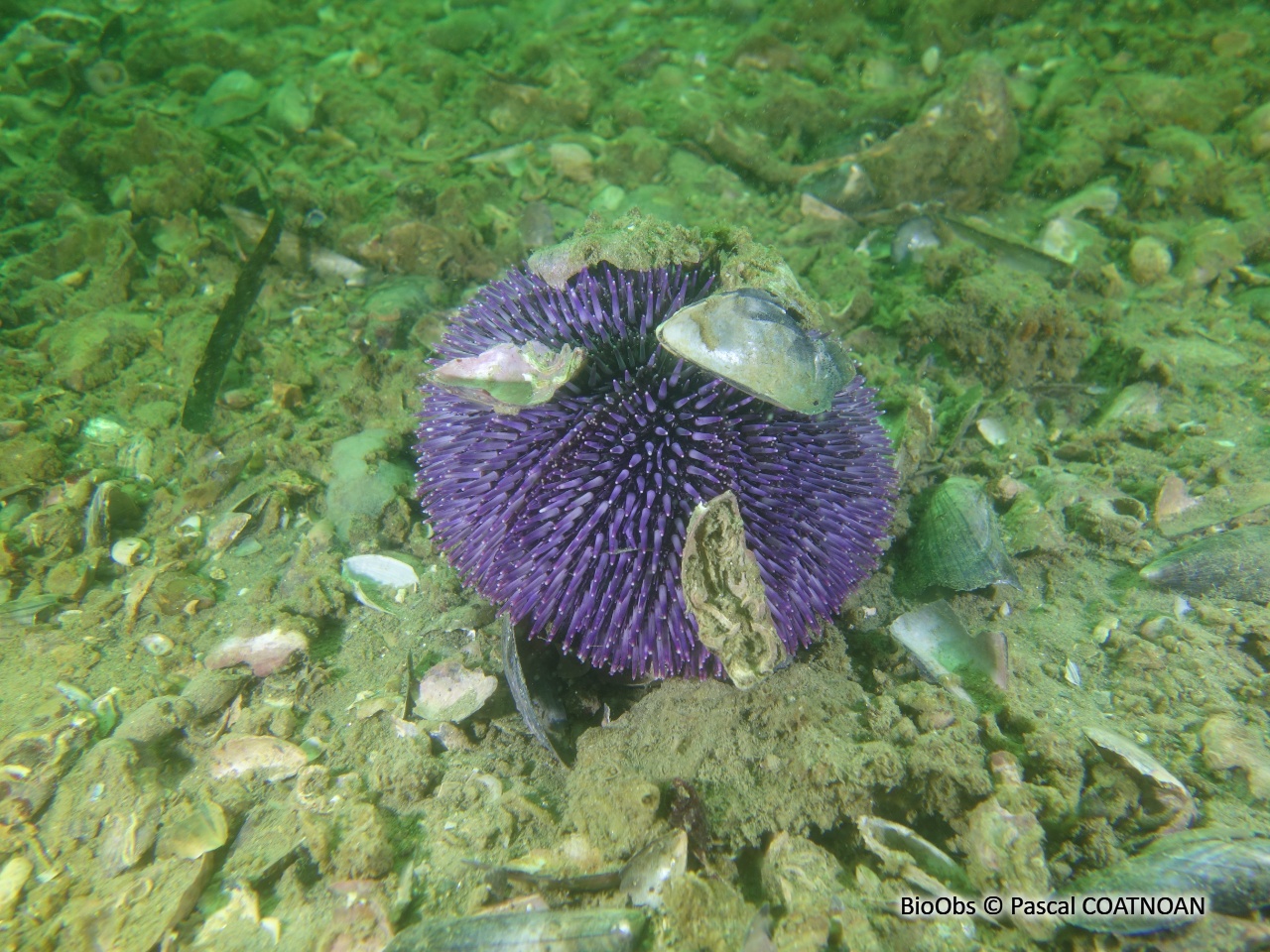 Oursin granuleux - Sphaerechinus granularis - Pascal COATNOAN - BioObs