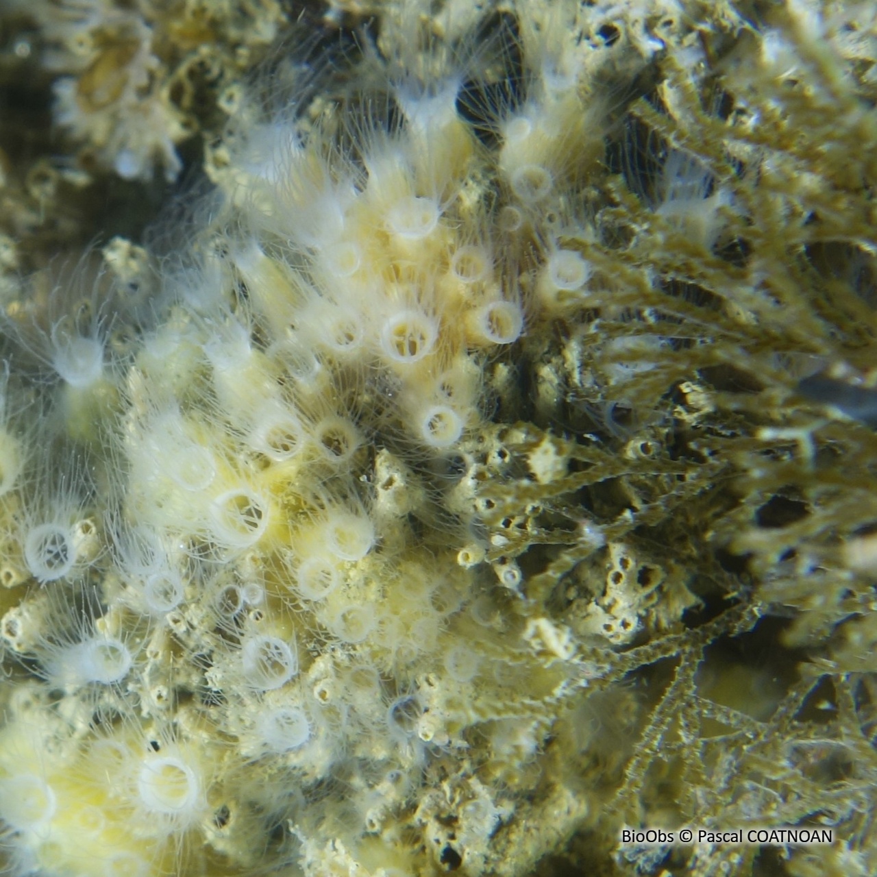 Nausithoé - Nausithoe punctata - Pascal COATNOAN - BioObs