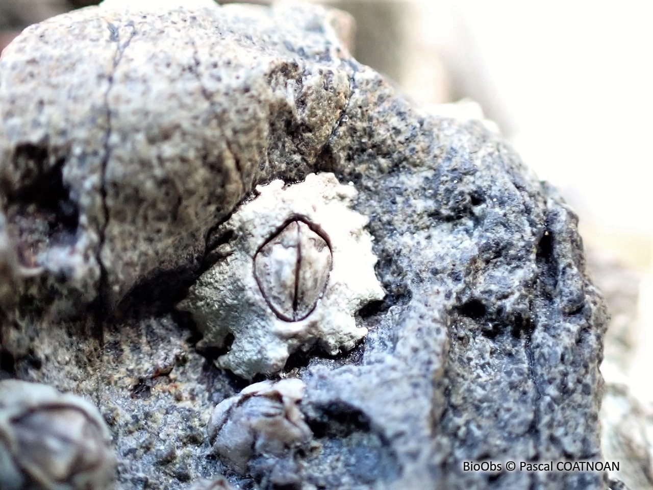 Chthamale cerf-volant - Chthamalus montagui - Pascal COATNOAN - BioObs