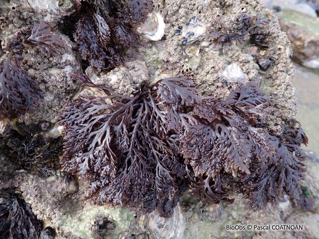 Dulse poivrée - Osmundea pinnatifida - Pascal COATNOAN - BioObs