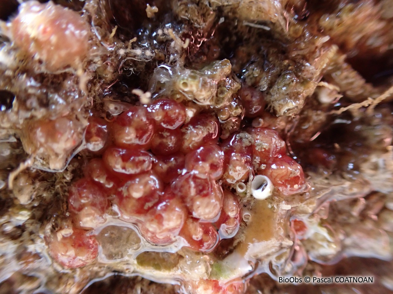 Ascidie groseille - Dendrodoa grossularia - Pascal COATNOAN - BioObs