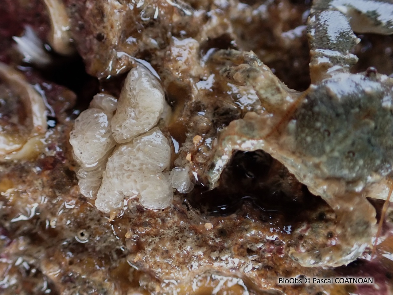 Clathrine blanche - Ascandra contorta - Pascal COATNOAN - BioObs