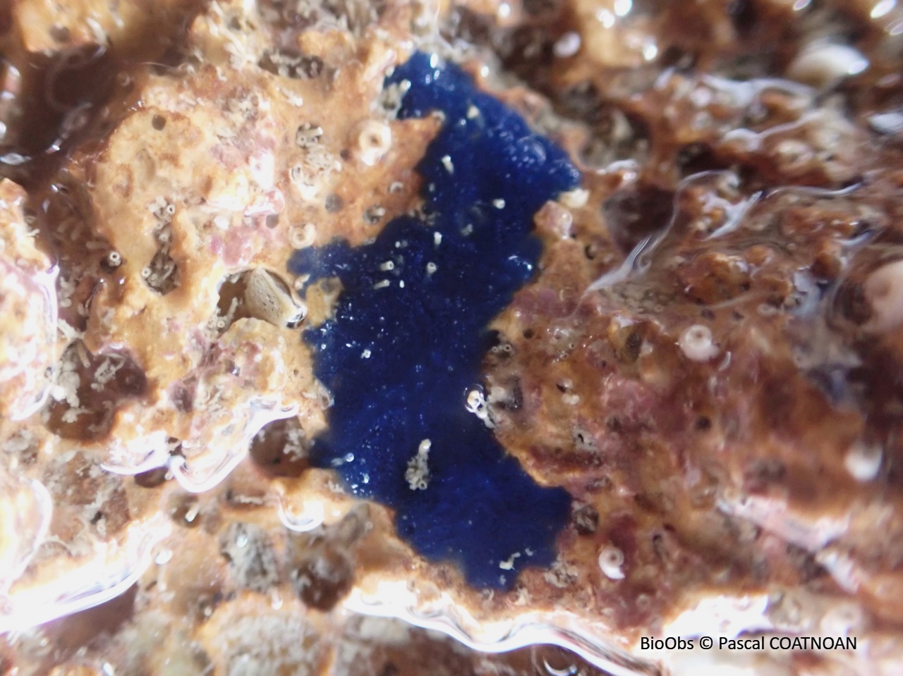 Eponge encroûtante bleue - Terpios gelatinosus - Pascal COATNOAN - BioObs