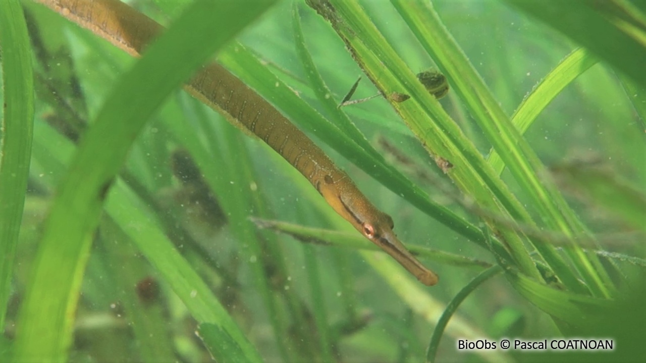 Entélure - Entelurus aequoreus - Pascal COATNOAN - BioObs