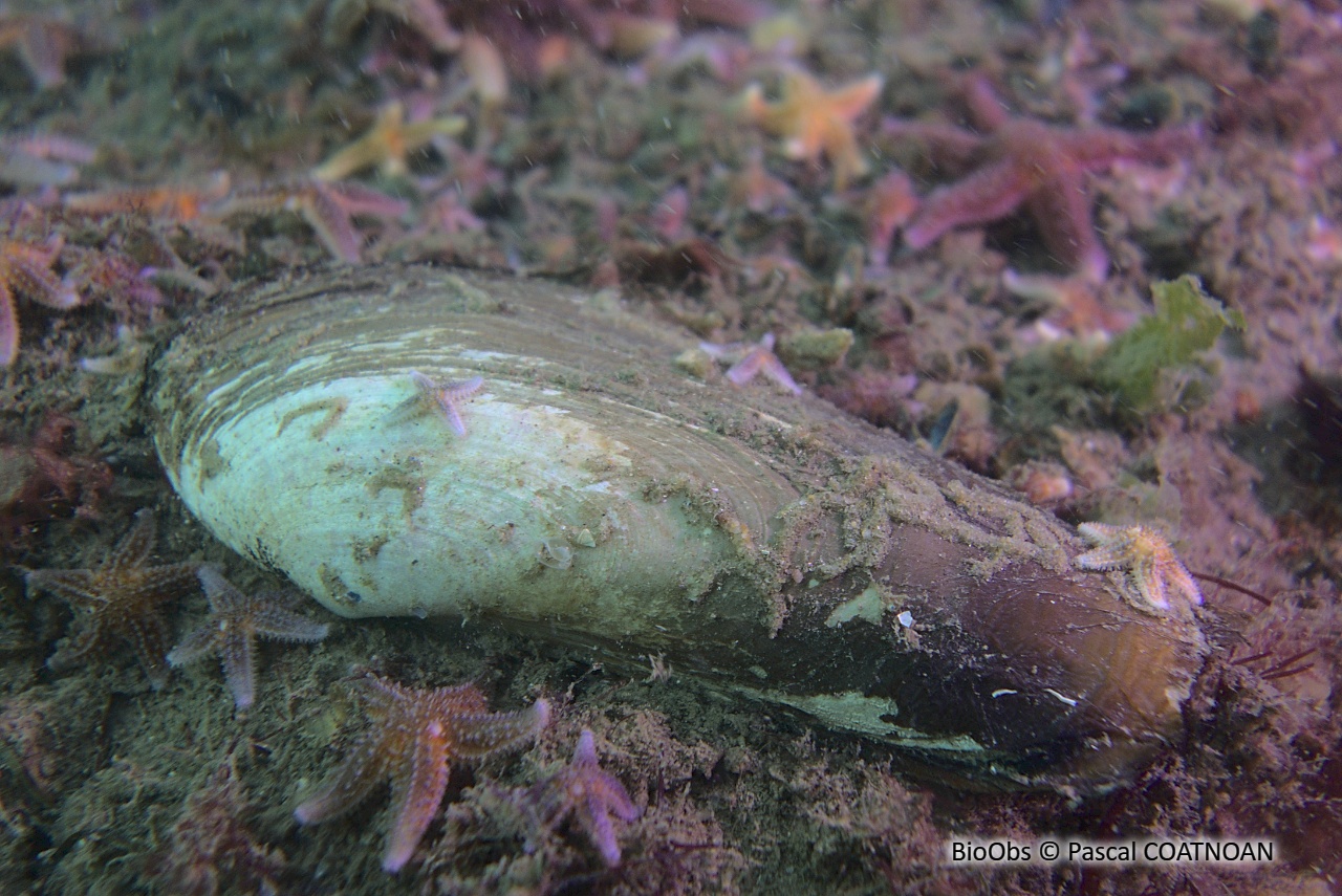 Grande lutraire - Lutraria oblonga - Pascal COATNOAN - BioObs