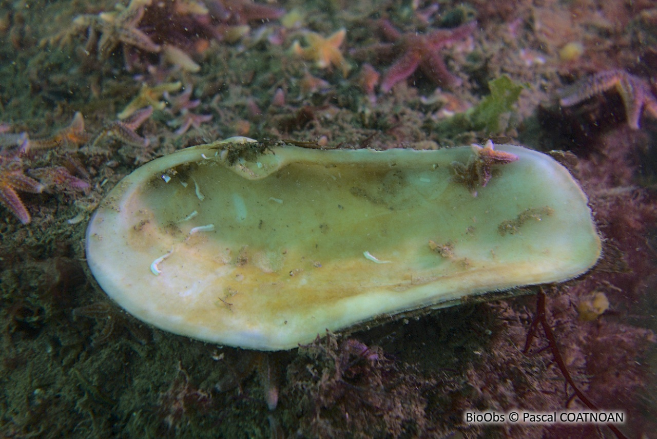 Grande lutraire - Lutraria oblonga - Pascal COATNOAN - BioObs