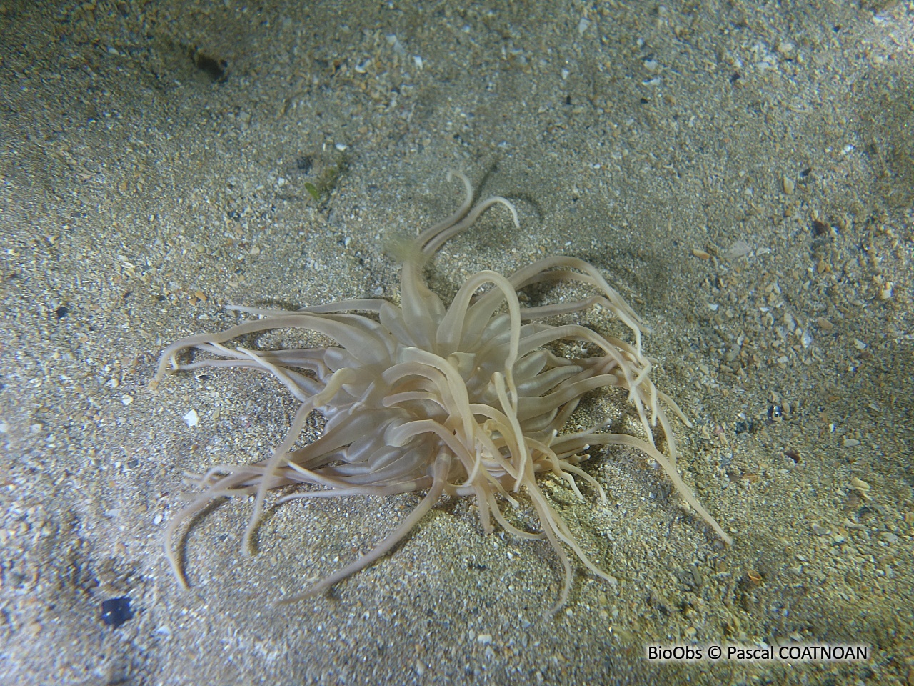 Andrésie - Andresia partenopea - Pascal COATNOAN - BioObs