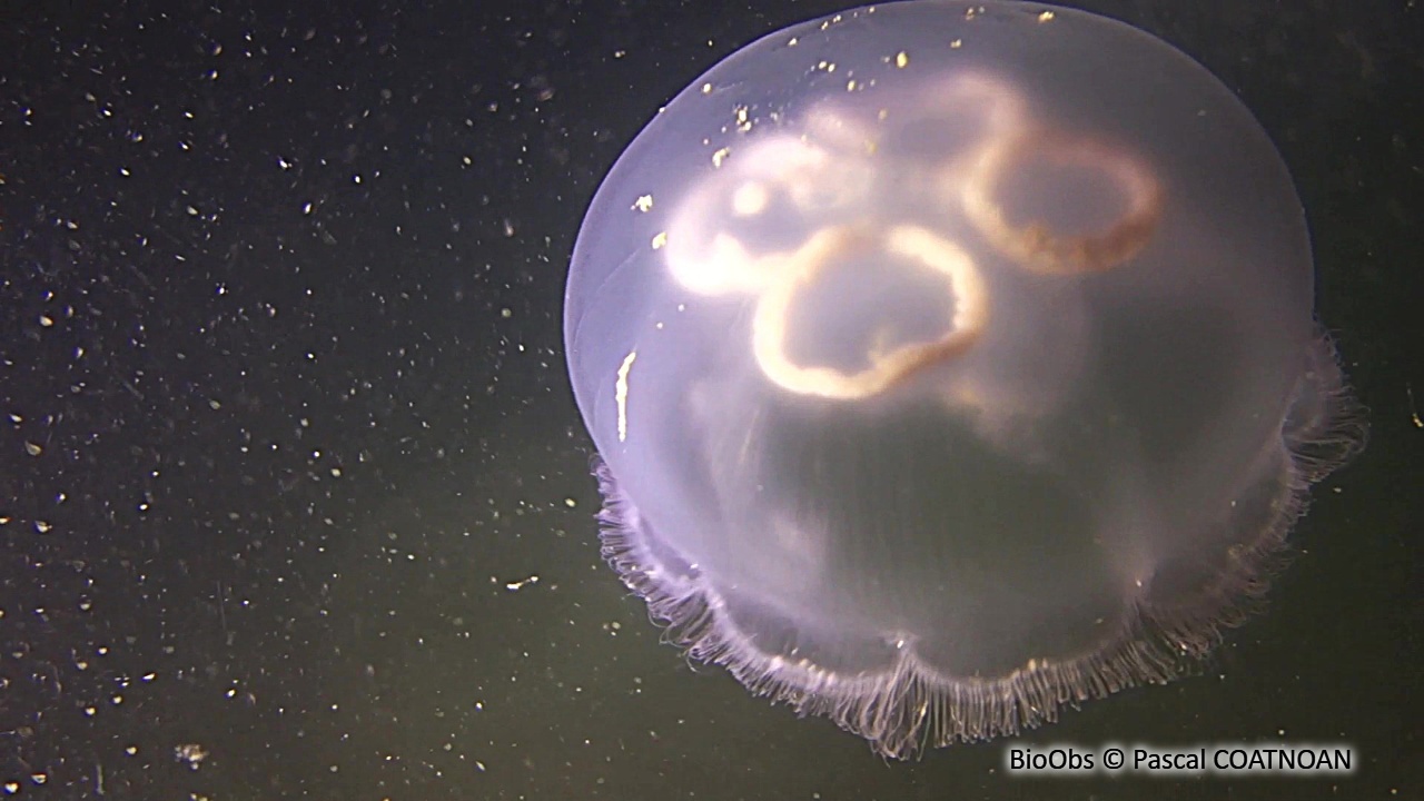 Aurélie - Aurelia aurita - Pascal COATNOAN - BioObs