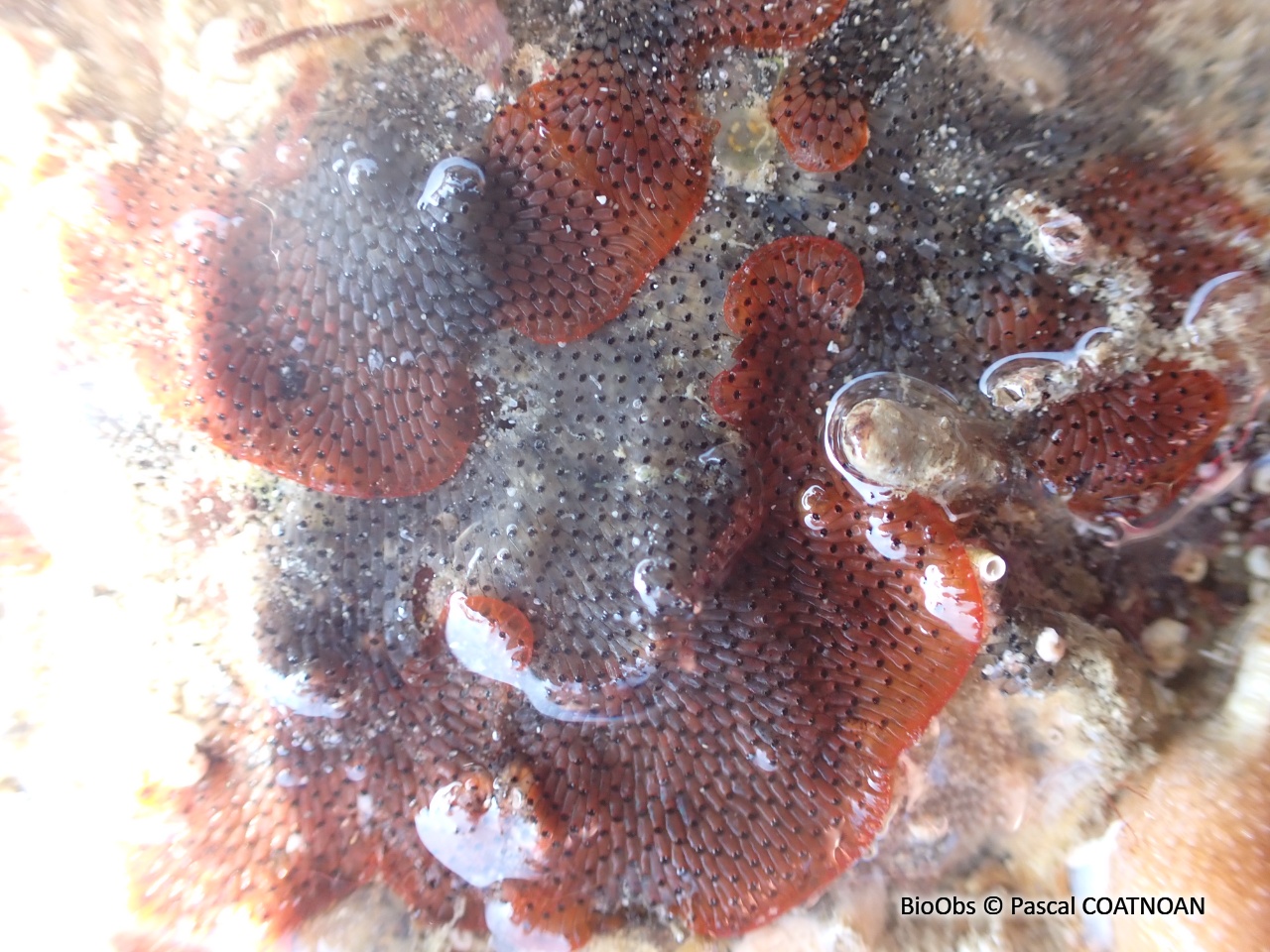 Bryozoaire orange vif et noir à points noirs - Watersipora subatra - Pascal COATNOAN - BioObs