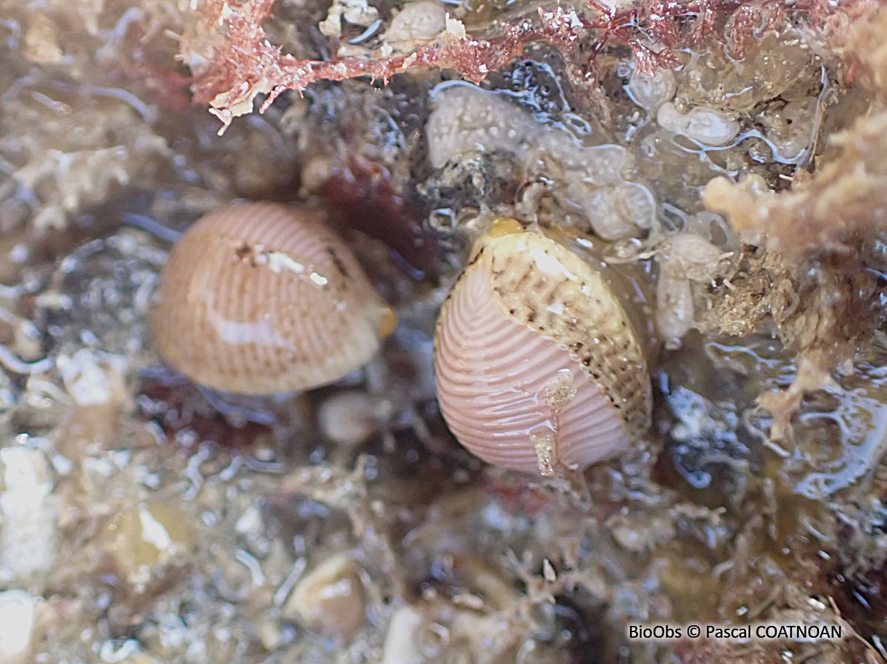 Grain de café - Trivia arctica - Pascal COATNOAN - BioObs