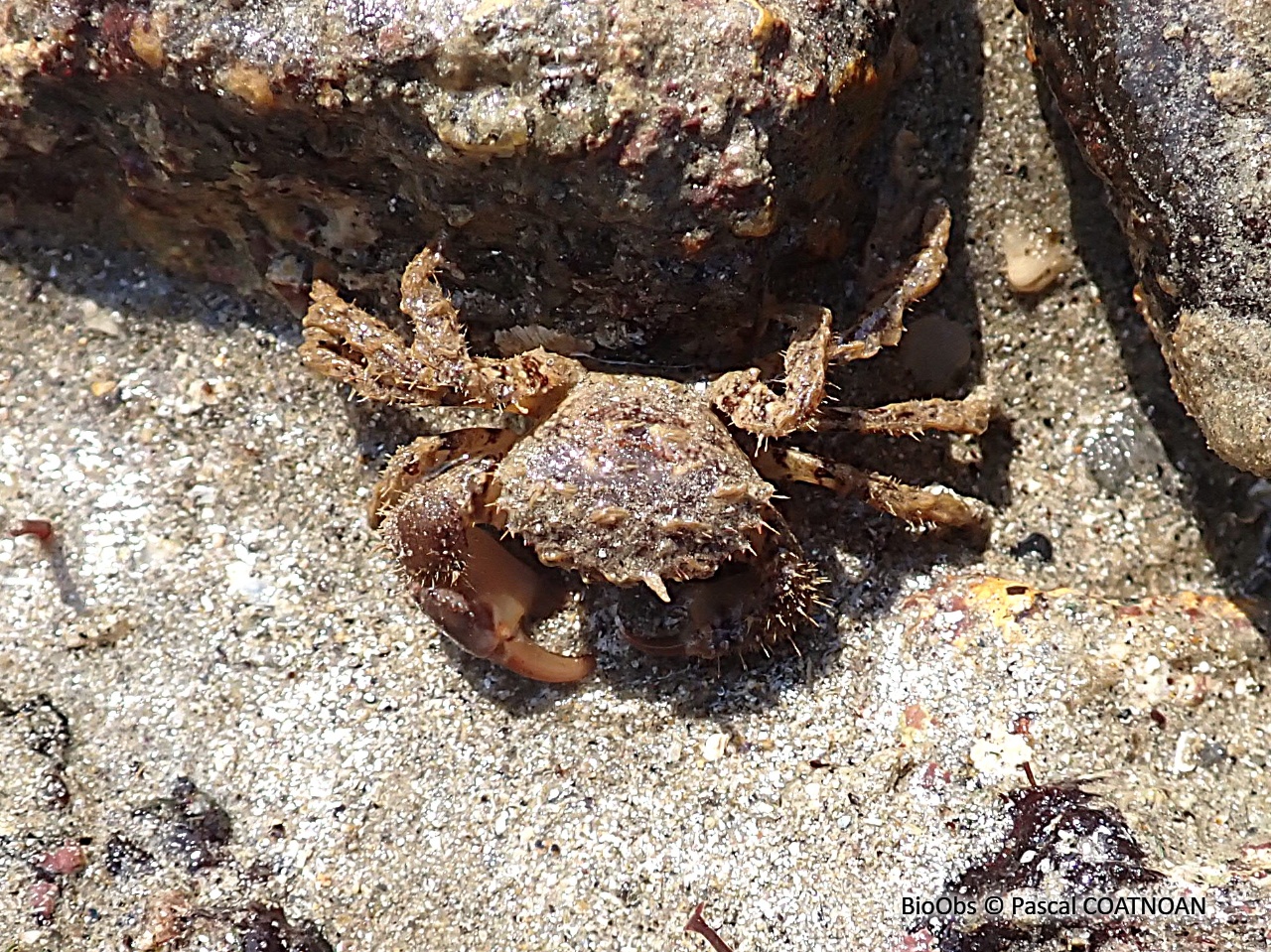 Pilumne hirsute - Pilumnus hirtellus - Pascal COATNOAN - BioObs