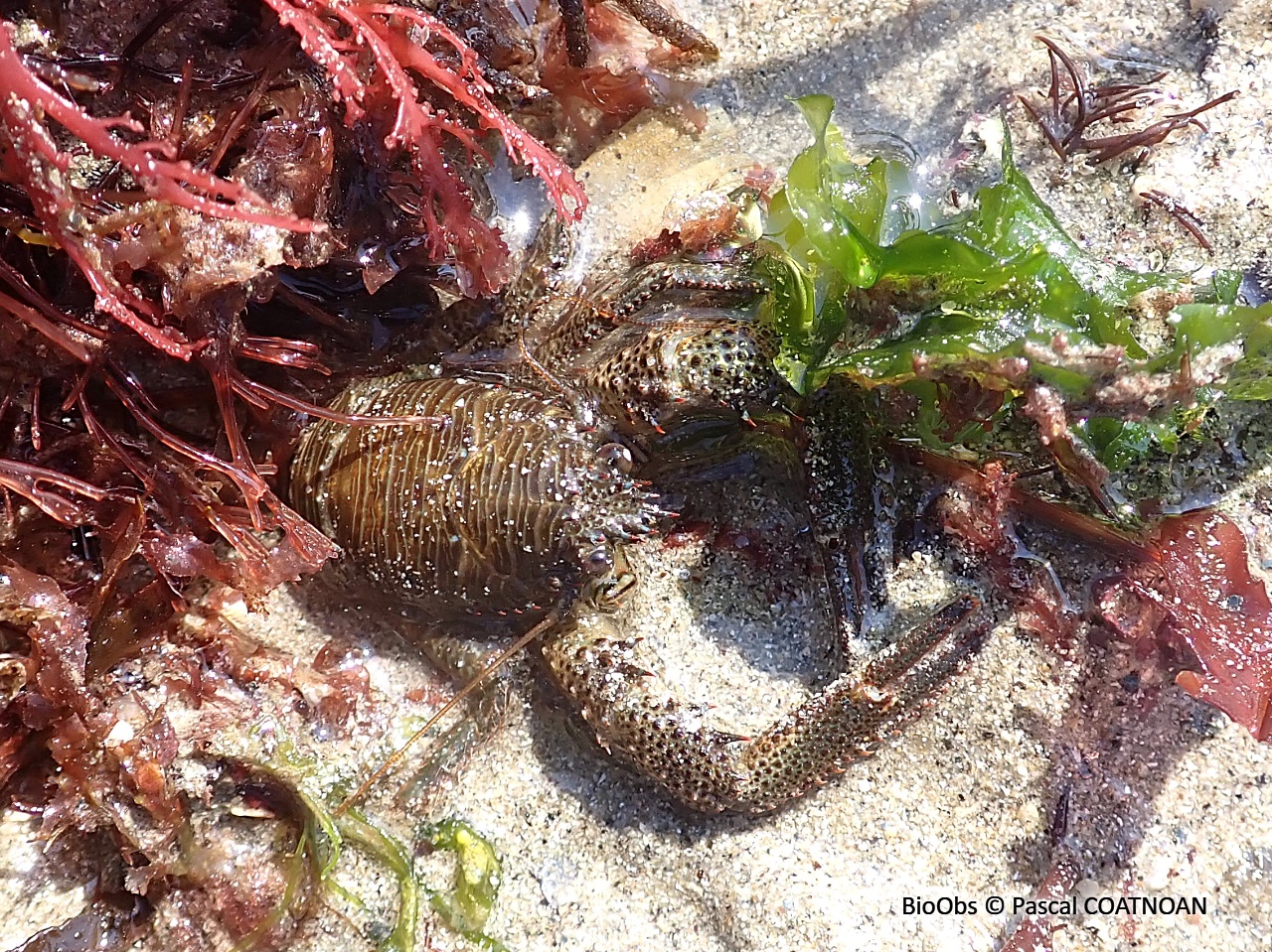 Galathée noire - Galathea squamifera - Pascal COATNOAN - BioObs