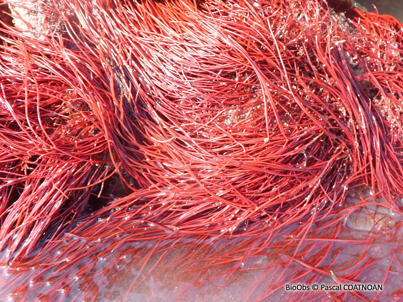 Cordes de Solier - Solieria chordalis - Pascal COATNOAN - BioObs