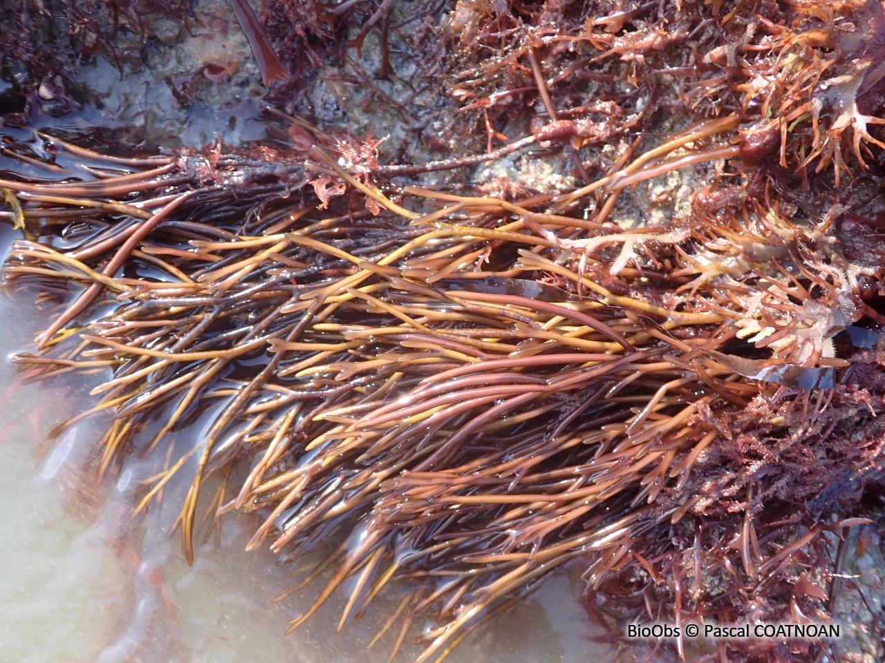 Algue lombric - Furcellaria lumbricalis - Pascal COATNOAN - BioObs