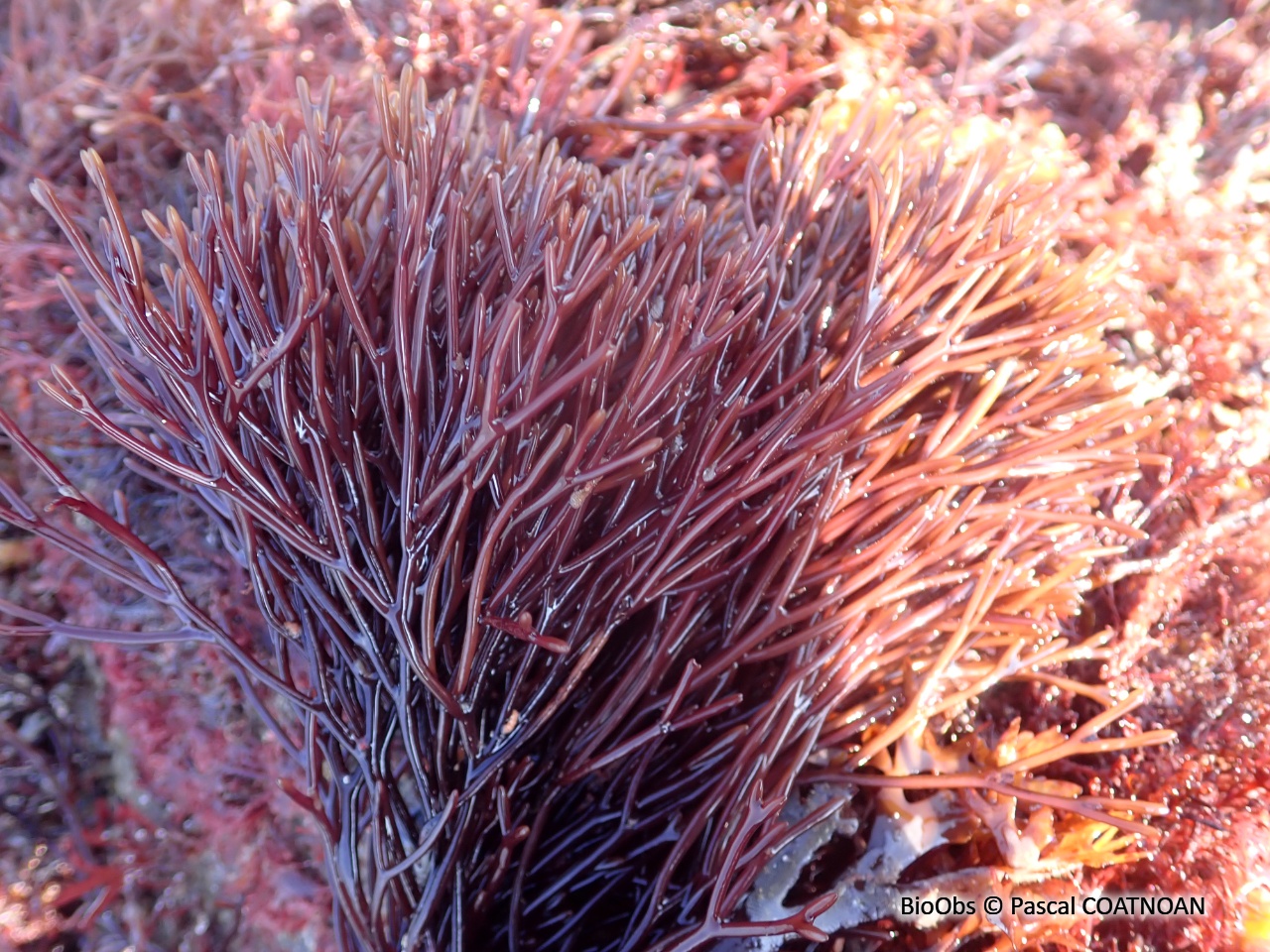 Algue lombric - Furcellaria lumbricalis - Pascal COATNOAN - BioObs