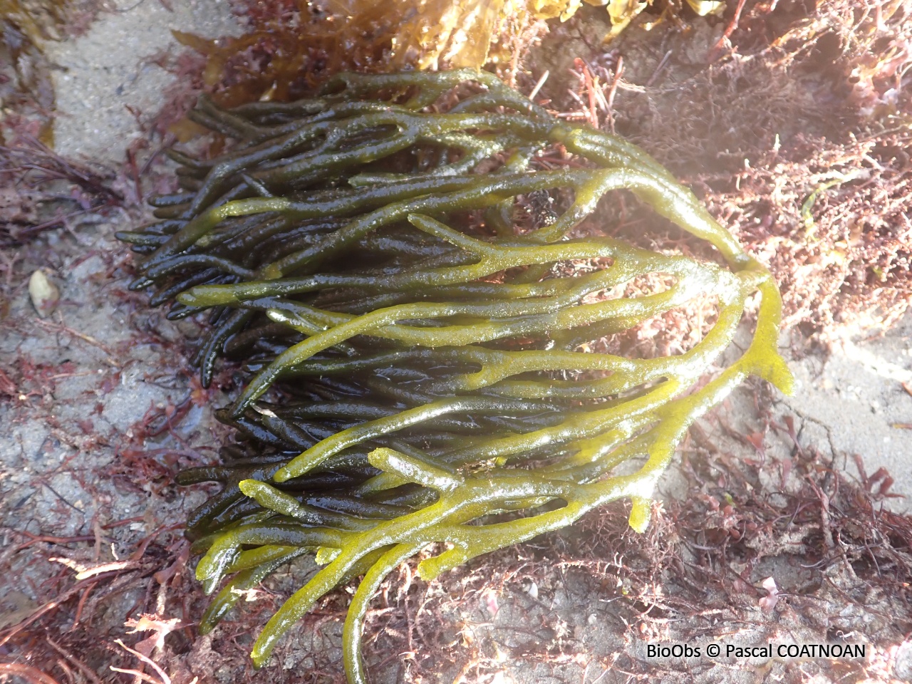 Codiums branchus (famille) - Codium - Pascal COATNOAN - BioObs