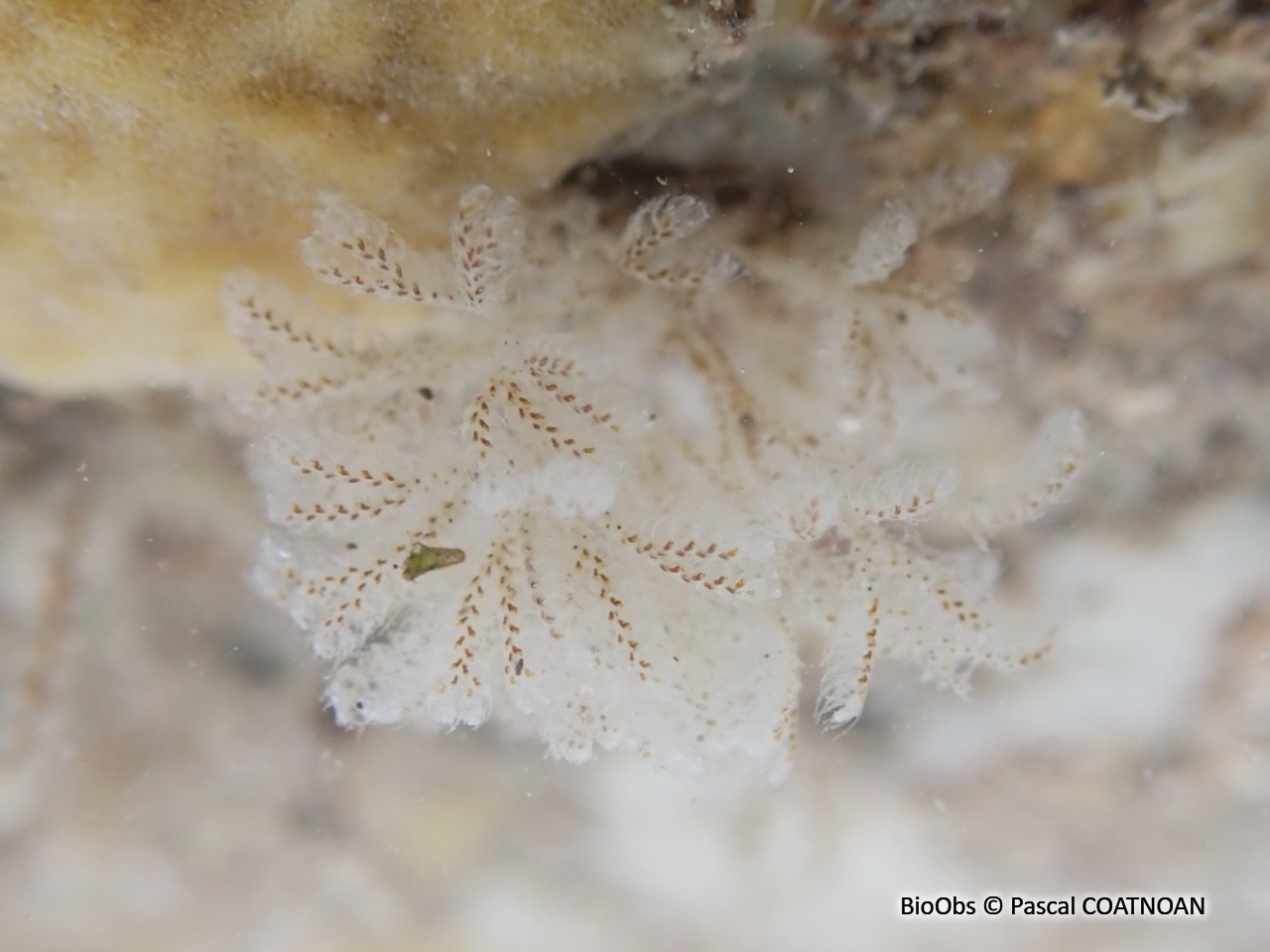 Bryozoaire flocon blanc - Bicellariella ciliata - Pascal COATNOAN - BioObs