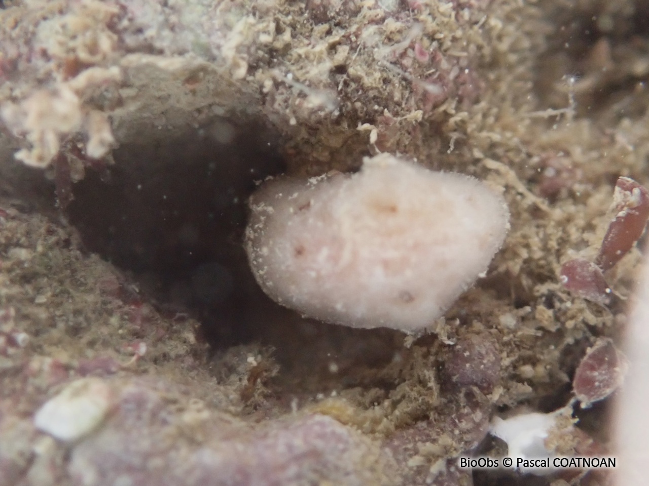 Jorunna blanche - Jorunna tomentosa - Pascal COATNOAN - BioObs