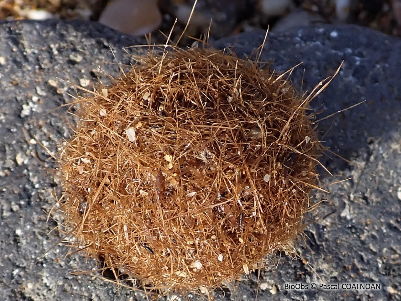 Posidonie - Posidonia oceanica - Pascal COATNOAN - BioObs