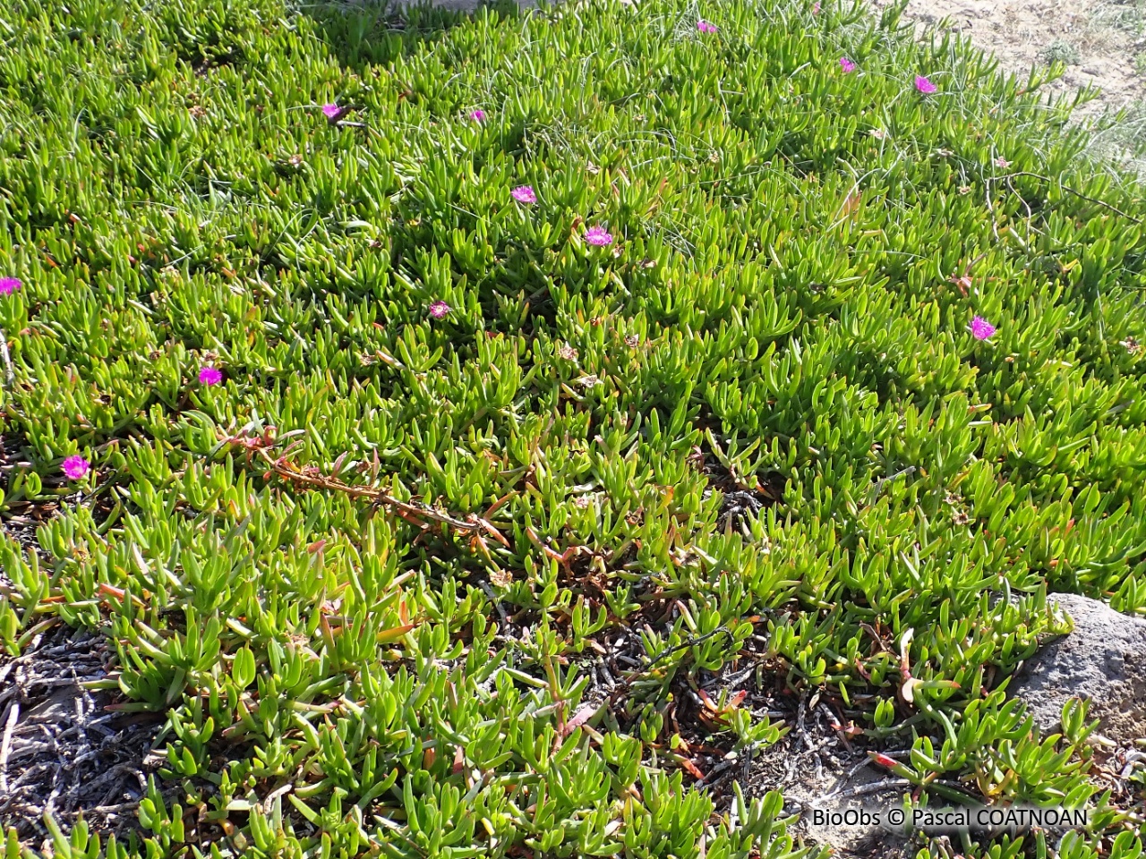 Griffes de sorcière - Carpobrotus edulis / acinaciformis et leur hybride - Pascal COATNOAN - BioObs