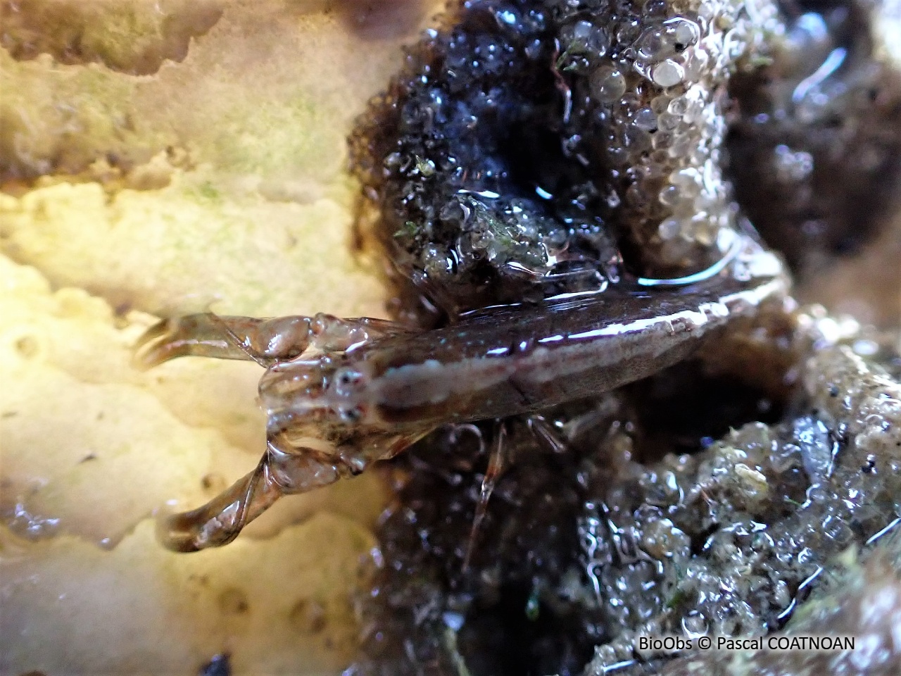 Crevette à capuchon - Athanas nitescens - Pascal COATNOAN - BioObs