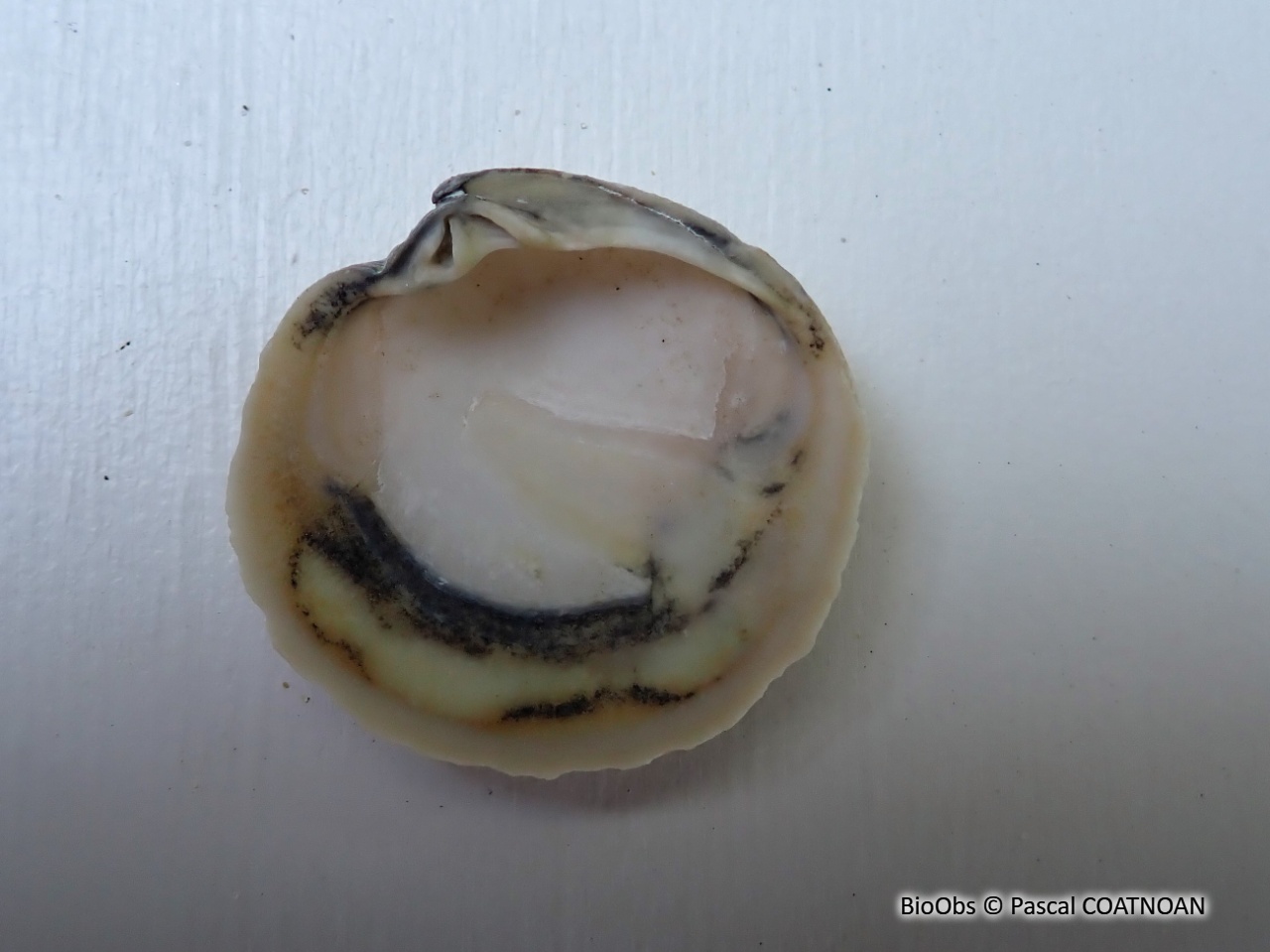 Dosine en porcelaine - Dosinia lupinus - Pascal COATNOAN - BioObs