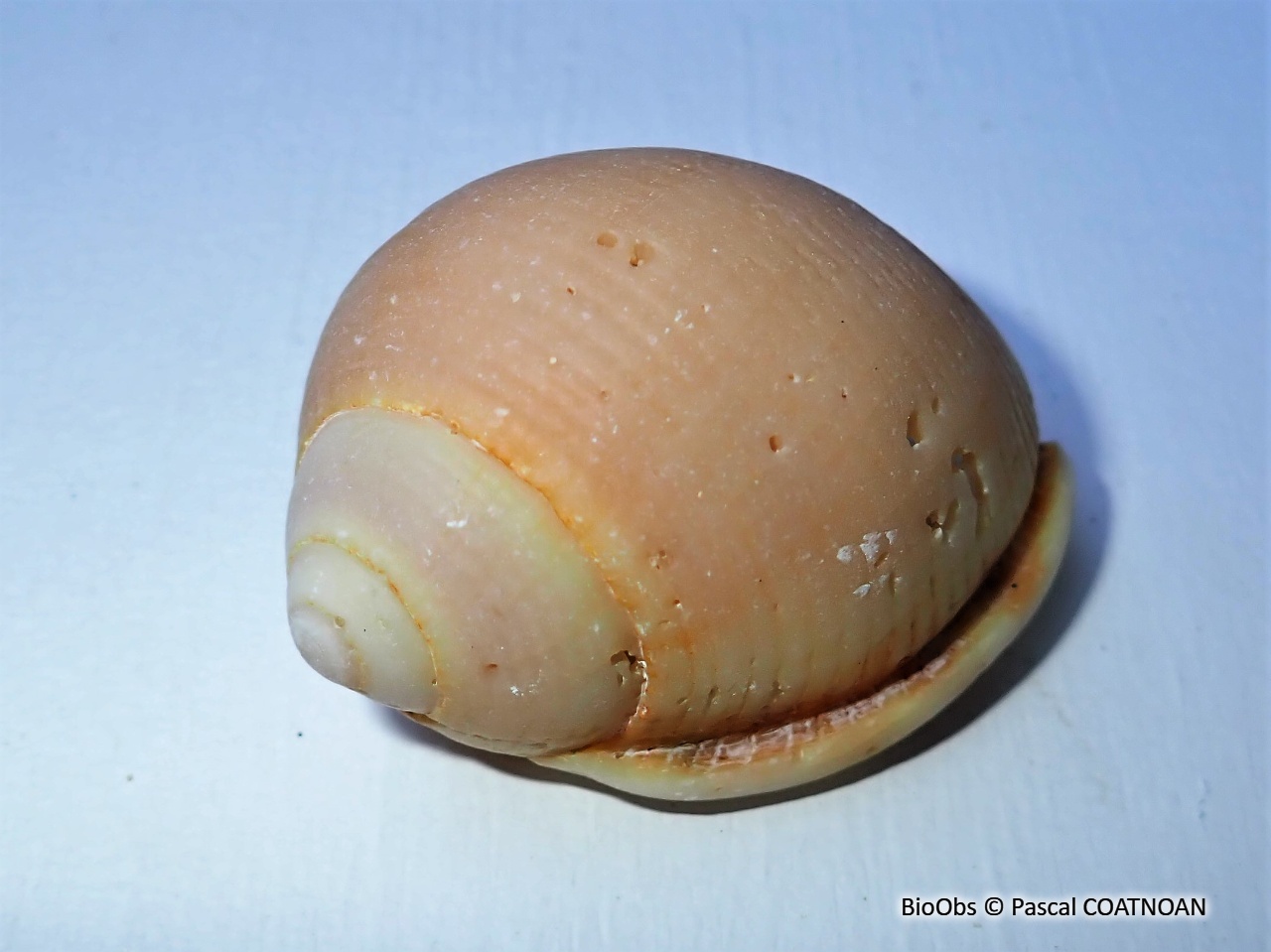Casque saburon - Semicassis saburon - Pascal COATNOAN - BioObs