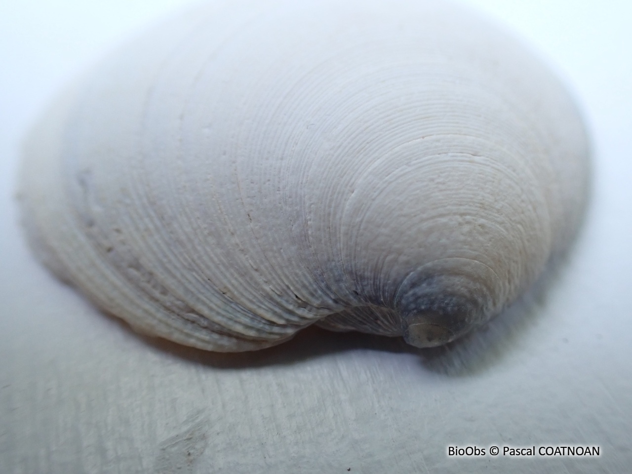 Dosine en porcelaine - Dosinia lupinus - Pascal COATNOAN - BioObs