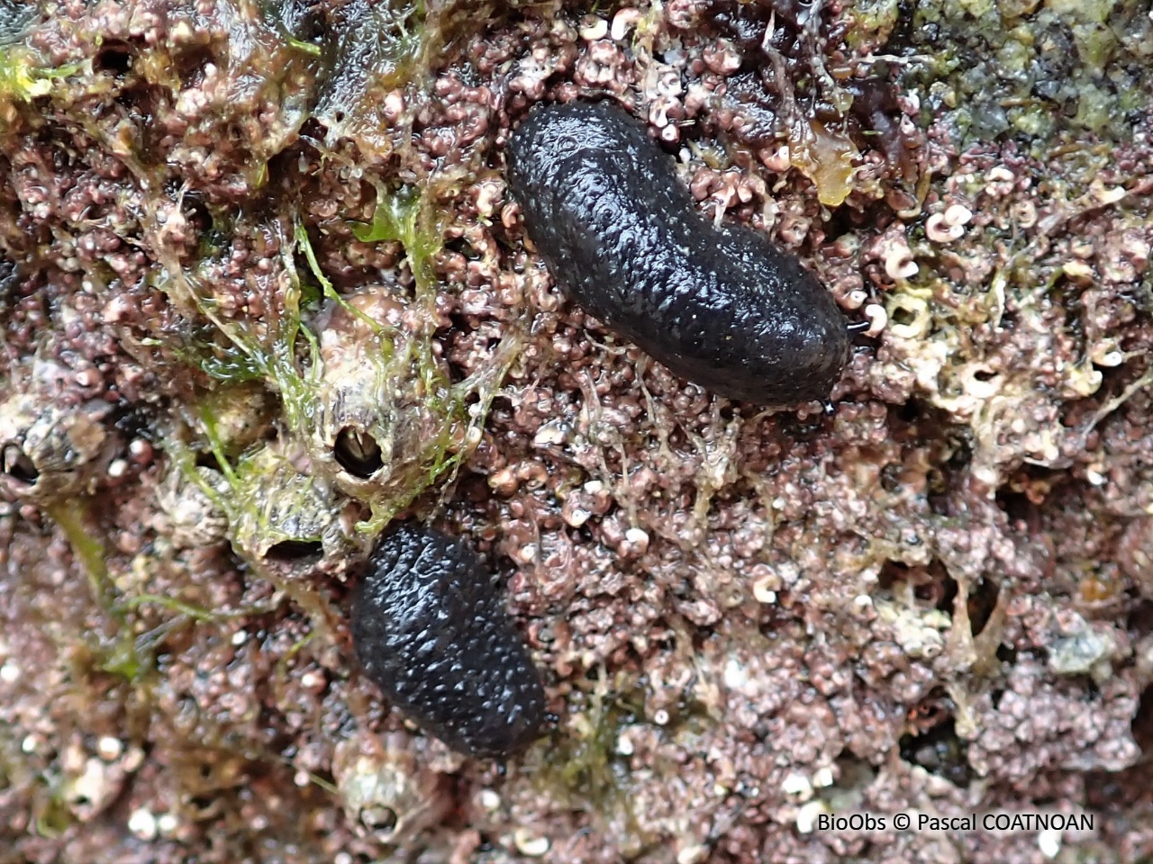 Limace celtique - Onchidella celtica - Pascal COATNOAN - BioObs