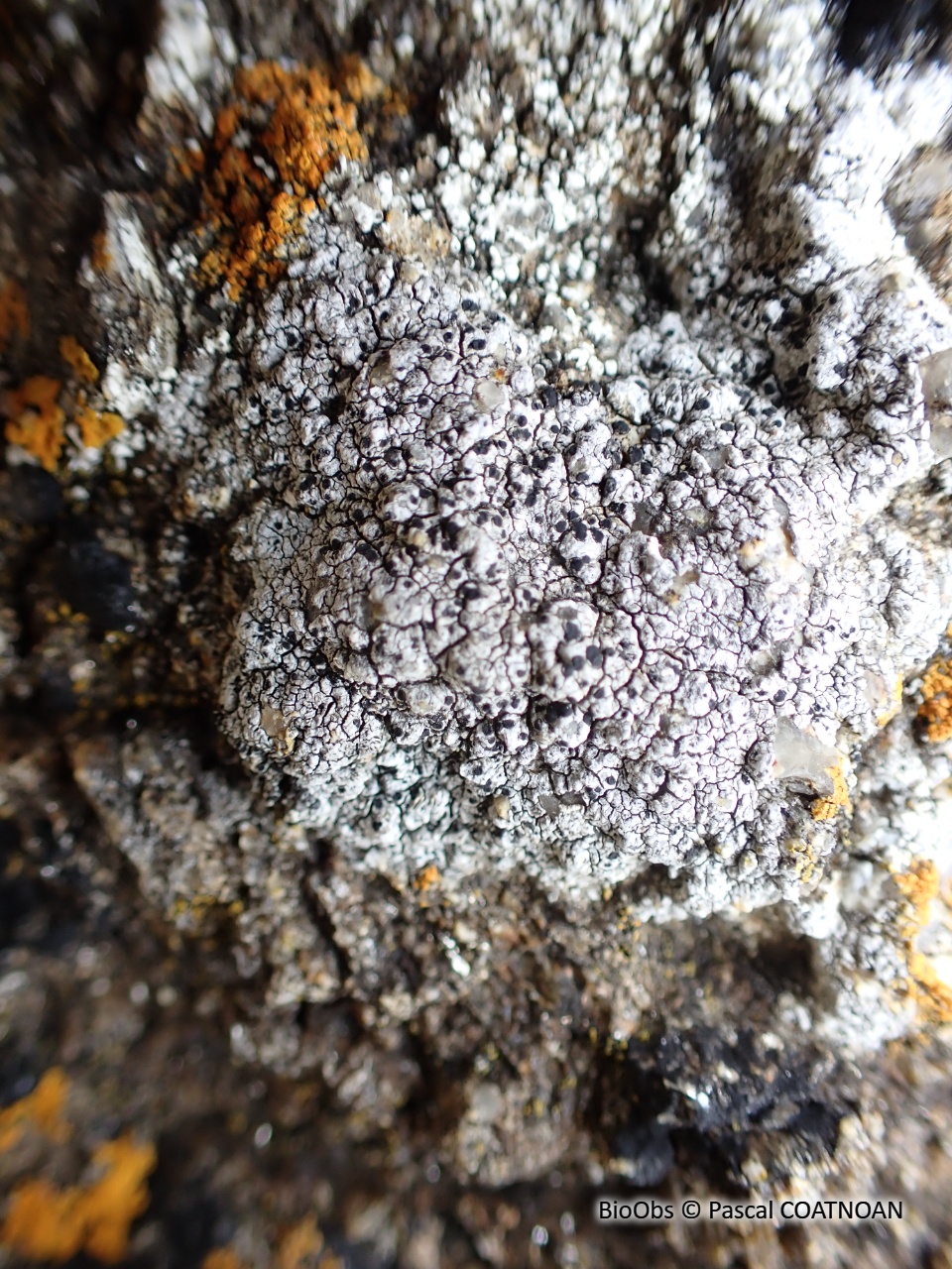 Lichen encroûtant gris - Tephromela atra - Pascal COATNOAN - BioObs
