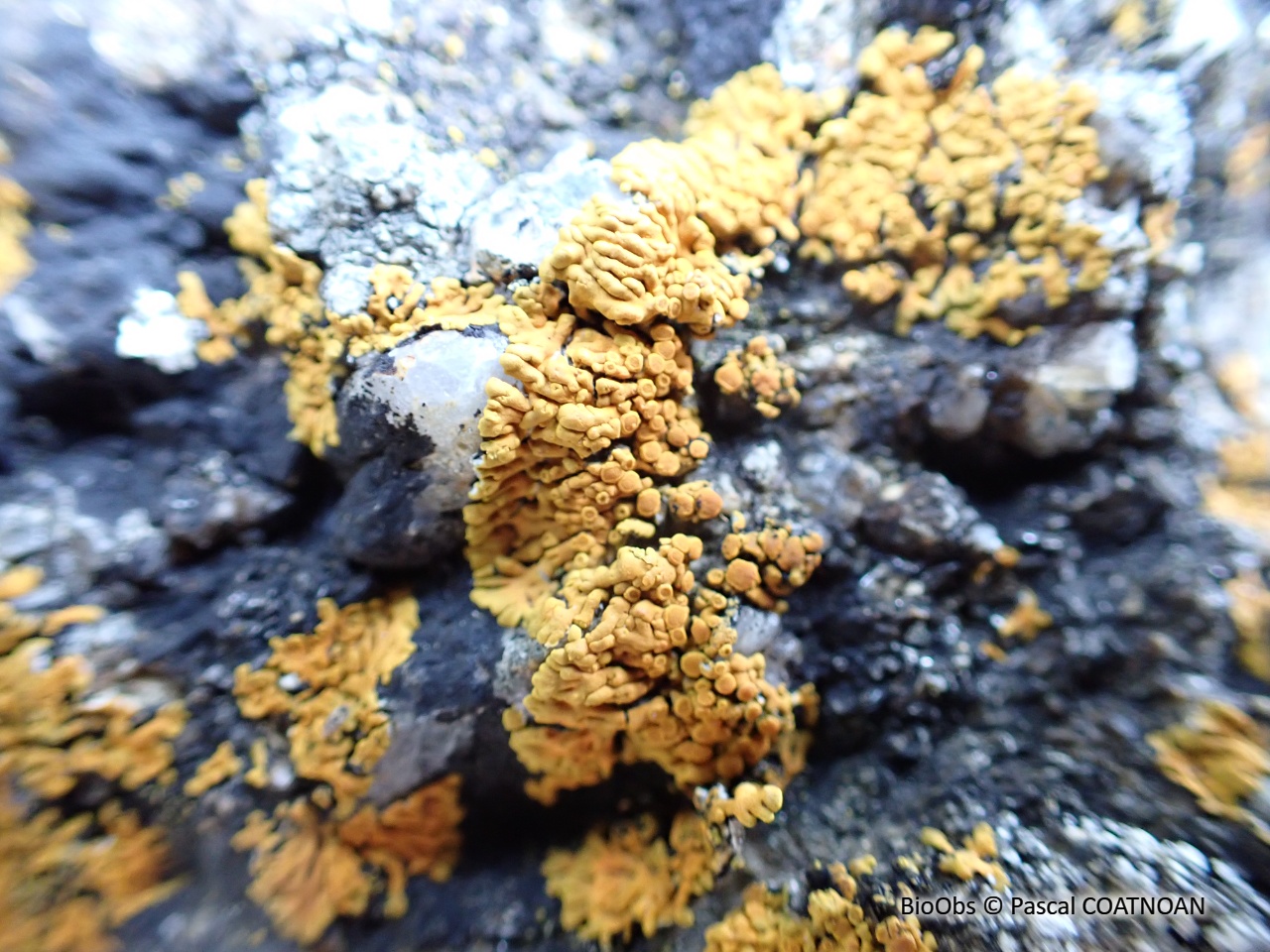 Parmélie des murailles - Xanthoria parietina - Pascal COATNOAN - BioObs