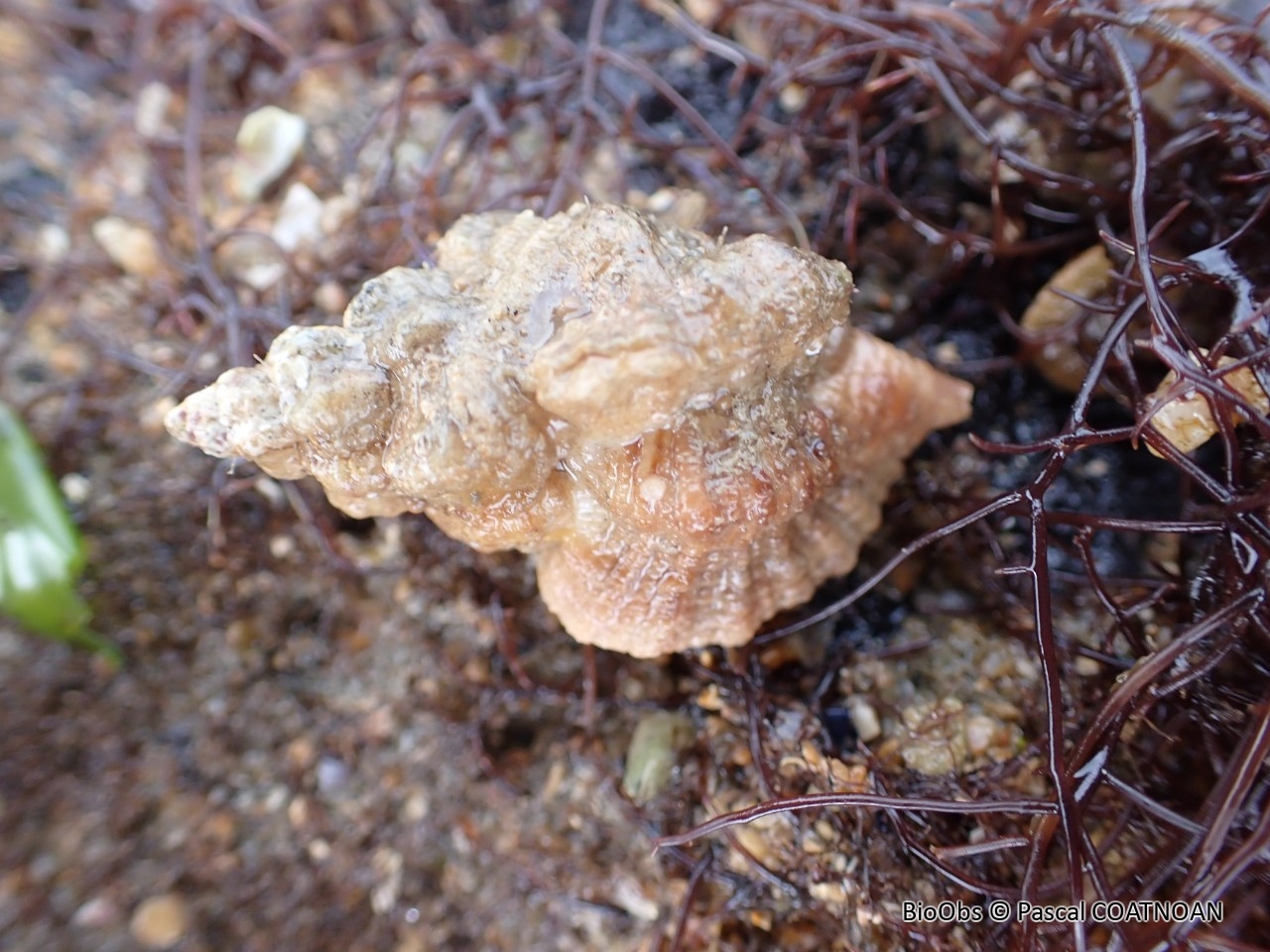Cormaillot - Ocenebra erinaceus - Pascal COATNOAN - BioObs