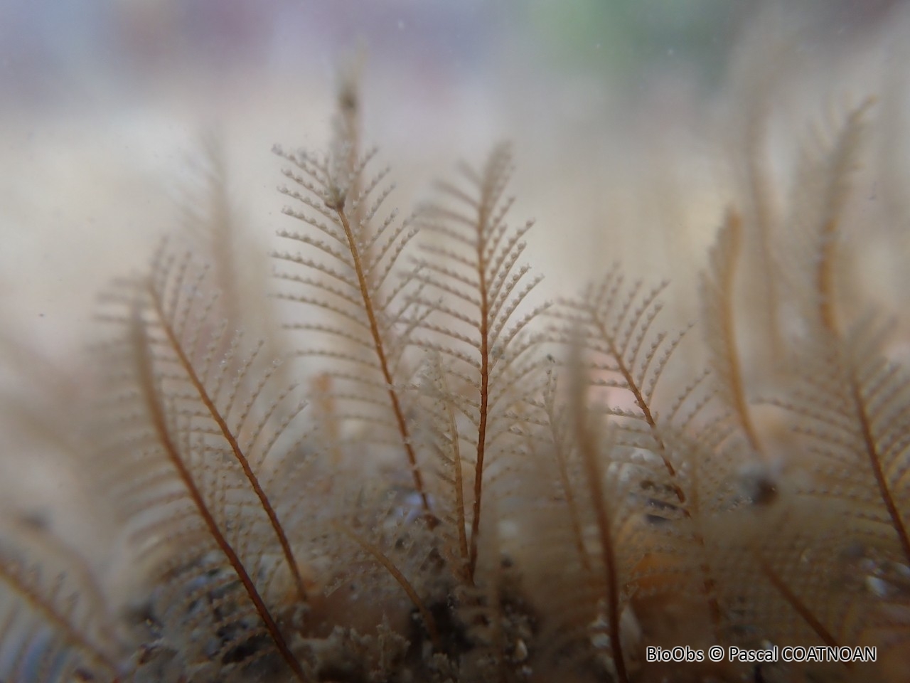 Plumule bicolore - Aglaophenia pluma - Pascal COATNOAN - BioObs