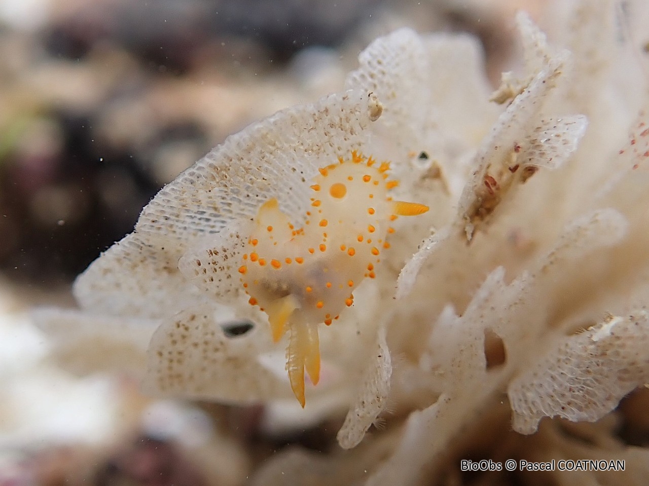 Crimora à papilles - Crimora papillata - Pascal COATNOAN - BioObs