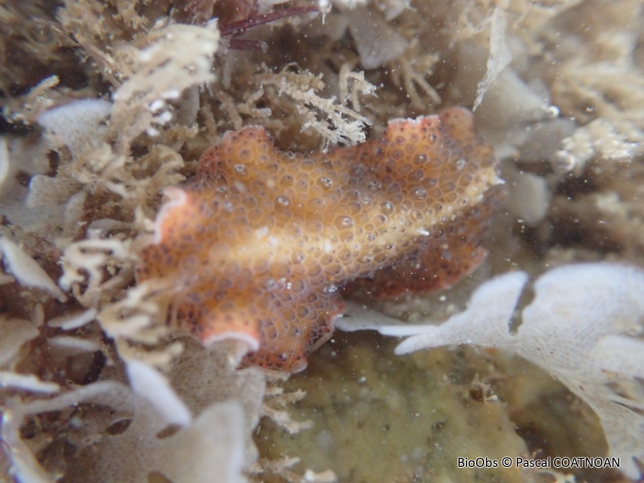Ver plat à papilles - Thysanozoon brocchii - Pascal COATNOAN - BioObs