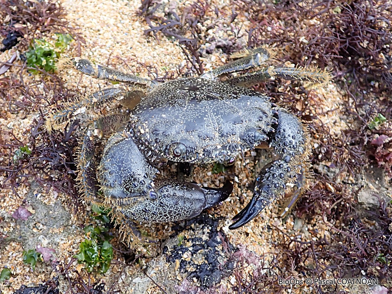 Crabe verruqueux - Eriphia verrucosa - Pascal COATNOAN - BioObs