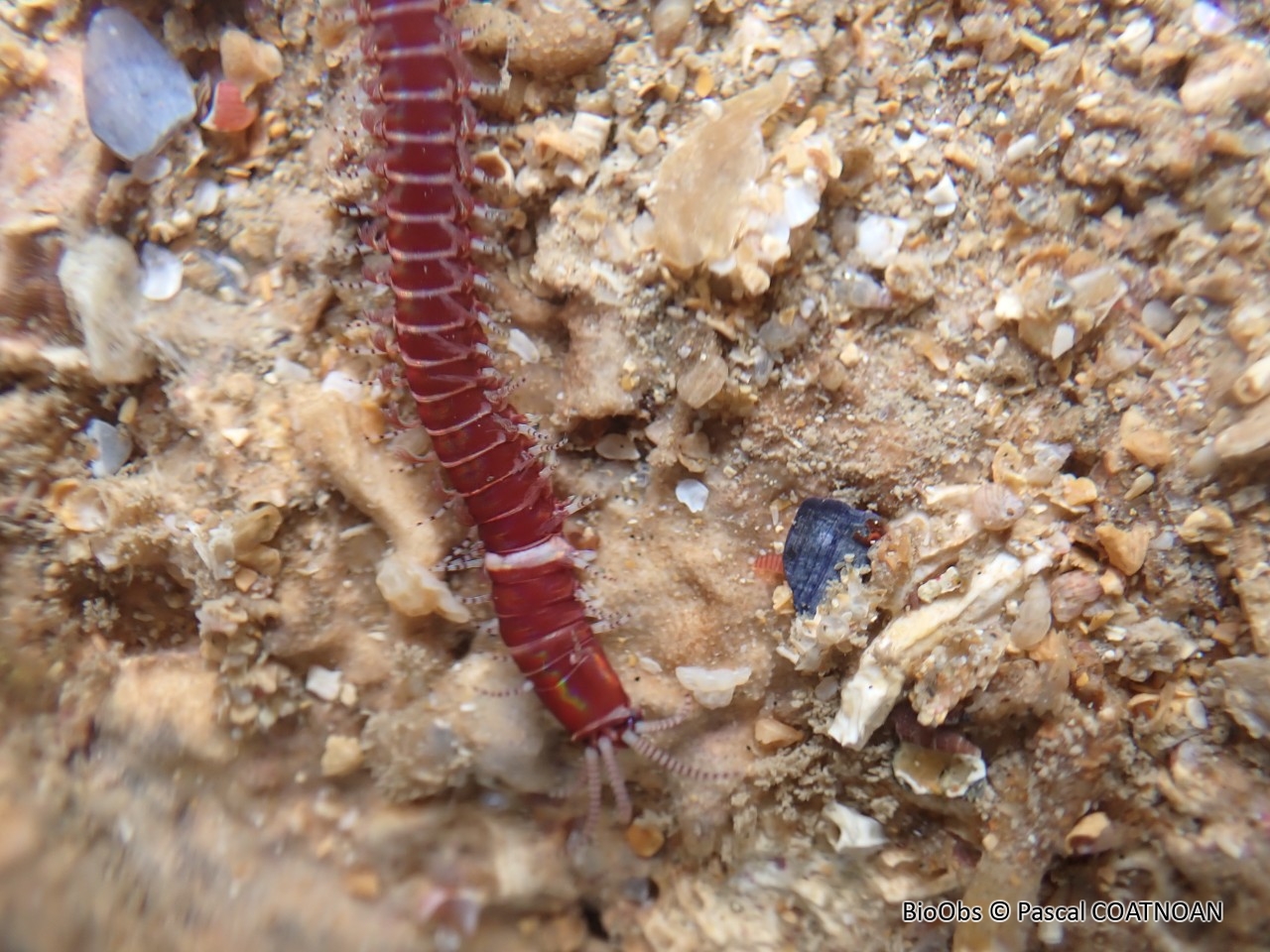 Ver rouge à collier - Leodice torquata - Pascal COATNOAN - BioObs