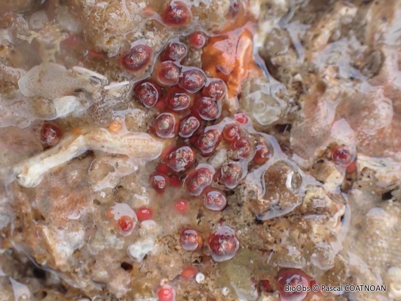 Ascidie groseille - Dendrodoa grossularia - Pascal COATNOAN - BioObs