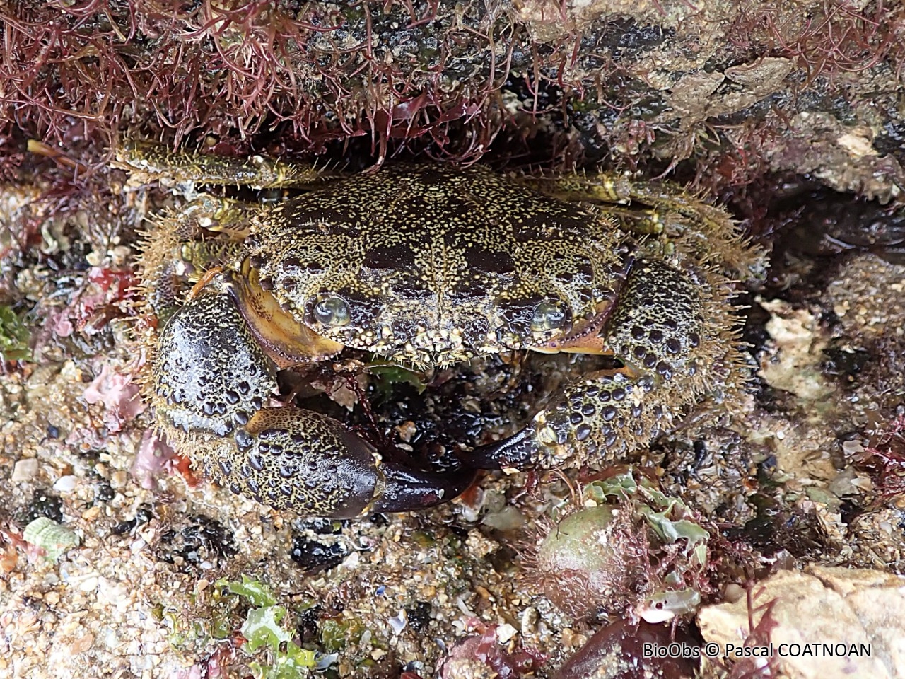 Crabe verruqueux - Eriphia verrucosa - Pascal COATNOAN - BioObs
