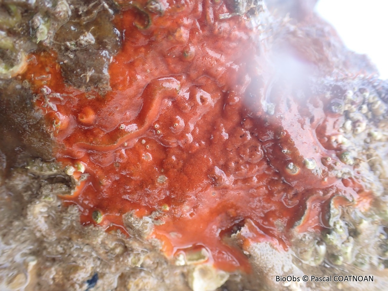 Eponge encroûtante rouge sang - Clathria (Microciona) atrasanguinea - Pascal COATNOAN - BioObs