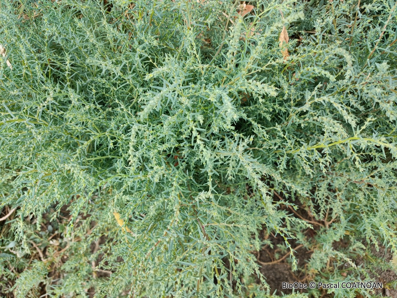 Soude maritime - Suaeda maritima - Pascal COATNOAN - BioObs